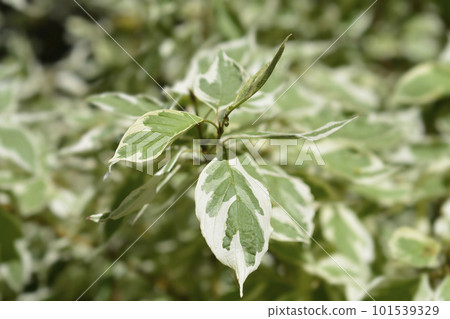 Red osier Dogwood Flaviramea 101539329