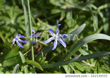 Boissiers glory of the snow Boissiers glory of the snow 101539335