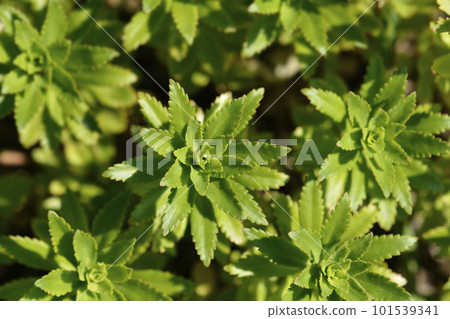 Takeshima Stonecrop 101539341