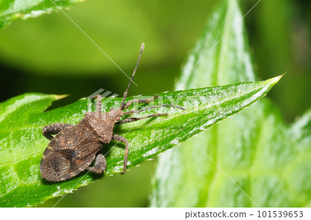 Hojoki bug 101539653