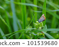 Braised wild grass 101539680