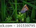 Quiet Pheasant 101539795