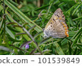 A red gossamer standing in the grass 101539849