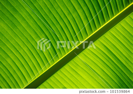 The background and texture of a green leaf 101539864