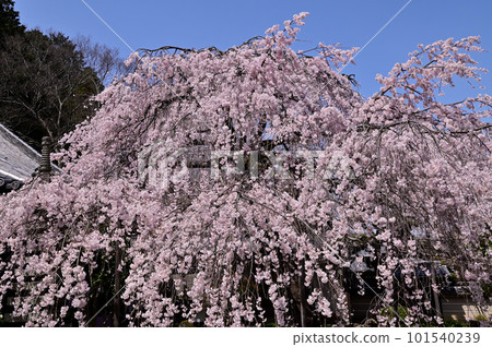 Weeping cherry tree (weeping cherry tree) 101540239