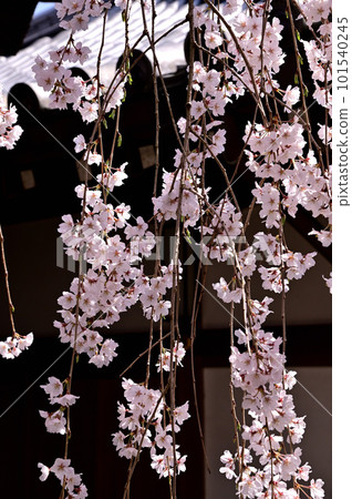 垂枝櫻花（垂枝櫻花） 101540245