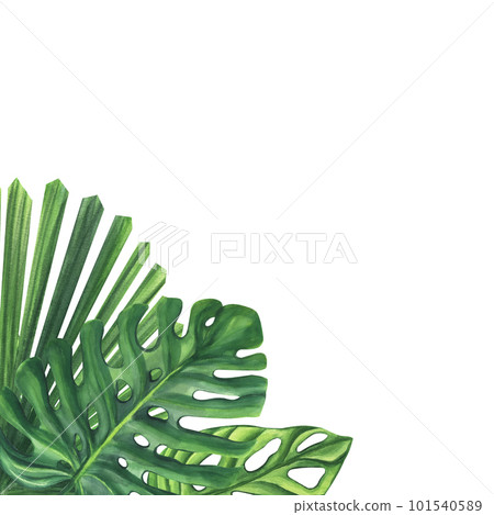 Green palm leaves. Monstera Likuala Jungle tropical exotic foliage. Hand-drawn watercolor illustration isolated on white background. For design logo card poster label invitations Green palm leaves. Monstera Likuala Jungle tropical exotic foliage. Hand-drawn watercolor illustration isolated on white background. For design logo card poster label invitations 101540589