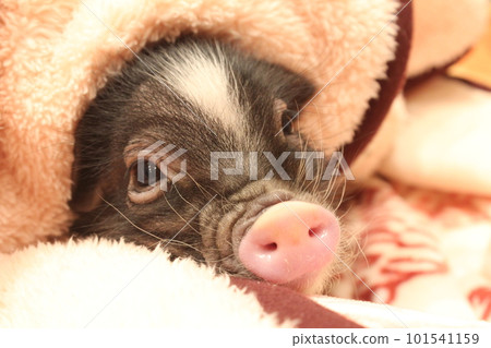 piglet wrapped in a blanket 101541159