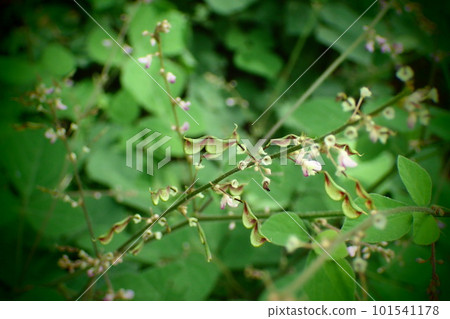 Nusubitohagi Nusubitohagi 101541178