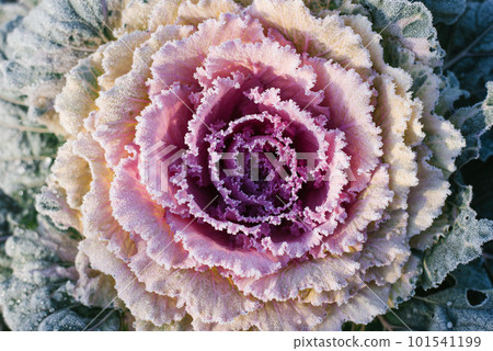 Colorful blooming ornamental cabbage flower (cauliflower) with frost 101541199
