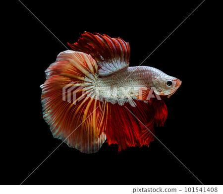 Yellow and red half moon Betta splendens fish (Siamese fighting fish) on black background. Yellow and red half moon Betta splendens fish (Siamese fighting fish) on black background. 101541408