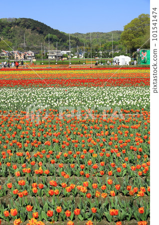 Hara Hana花和水節鬱金香節 101541474