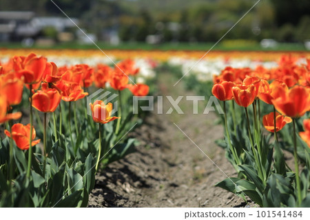 Hara Hana Flower and Water Festival Tulip Festival 101541484