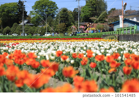 Hara Hana Flower and Water Festival Tulip Festival 101541485