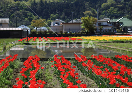 Hara Hana Flower and Water Festival Tulip Festival 101541486
