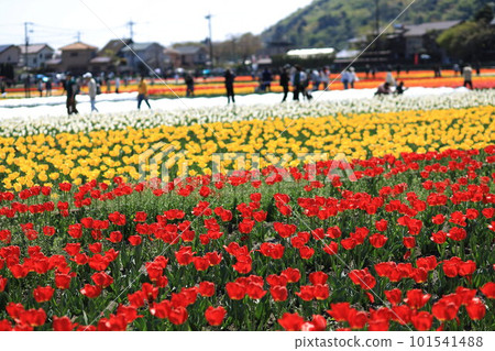 Hara Hana Flower and Water Festival Tulip Festival 101541488