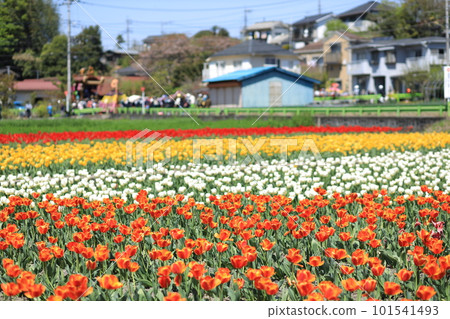 Hara Hana Flower and Water Festival Tulip Festival Hara Hana Flower and Water Festival Tulip Festival 101541493
