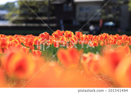 Hara Hana Flower and Water Festival Tulip Festival Hara Hana Flower and Water Festival Tulip Festival 101541494
