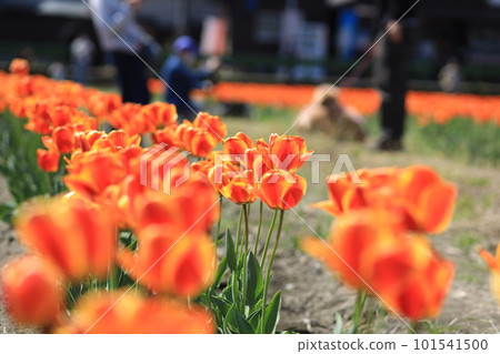 Hara Hana Flower and Water Festival Tulip Festival Hara Hana Flower and Water Festival Tulip Festival 101541500