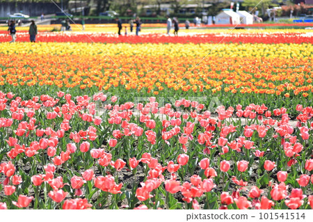 Hara Hana Flower and Water Festival Tulip Festival 101541514