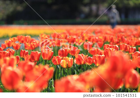 Hara Hana花和水節鬱金香節 Hara Hana花和水節鬱金香節 101541531