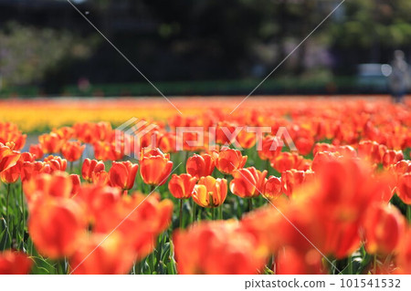 Hara Hana Flower and Water Festival Tulip Festival Hara Hana Flower and Water Festival Tulip Festival 101541532