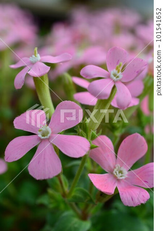 Sirene Pink Panther 淺粉色 101541652
