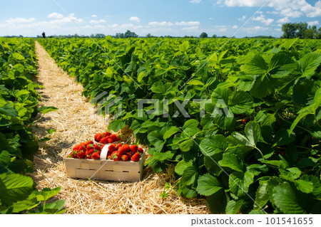 Strawberry field on fruit farm. Fresh ripe organic strawberry 101541655
