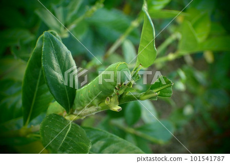 Caterpillar 101541787