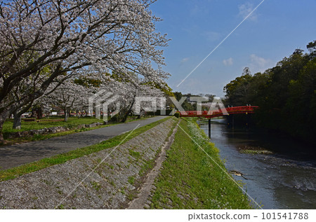 Oita Prefecture Usa Shrine with cherry blossoms Oita Prefecture Usa Shrine with cherry blossoms 101541788