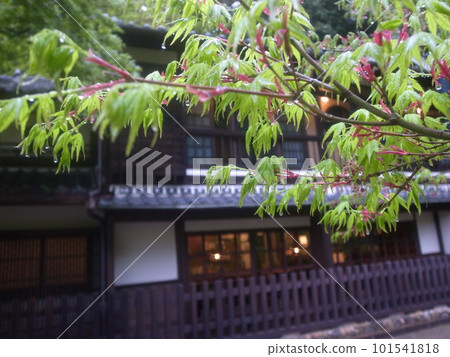 Blue maple Blue maple 101541818