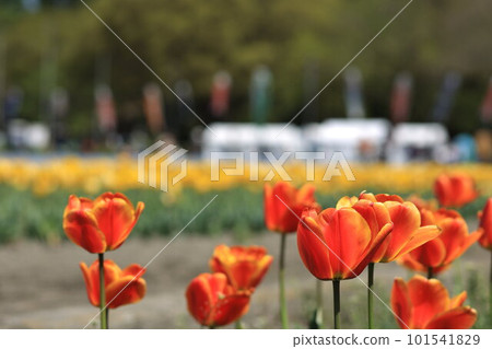 Hara Hana Flower and Water Festival Tulip Festival 101541829