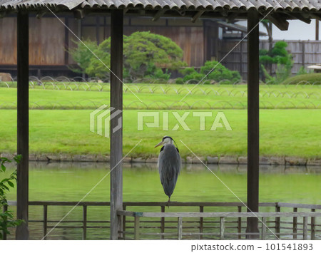 Okayama Korakuen A gray heron standing in the swamp pond 101541893