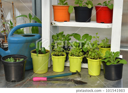 Still life with seedlings and sprouts of vegetables and flowers plants in pots with watering can and tools in greenhouse, gardening and farming concept. Vintage background 101541983