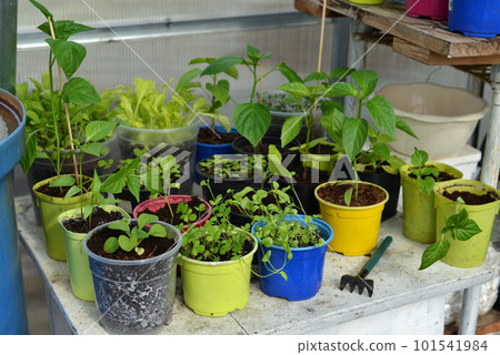 Still life with seedlings and sprouts of plants in pots in greenhouse, gardening and farming concept. Vintage background 101541984