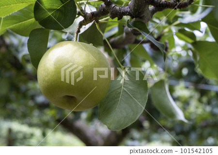 Nijisseiki Pear (Yurihama Town, Tottori Prefecture) 101542105