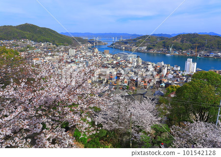 [廣島縣]從櫻花盛開的千光寺看到的尾道街景 101542128
