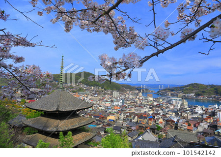 [廣島縣]櫻花盛開的天寧寺（三層寶塔）和尾道的街道 101542142