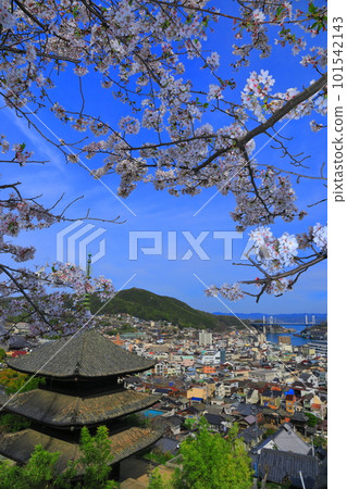 [廣島縣]櫻花盛開的天寧寺（三層寶塔）和尾道的街道 101542143