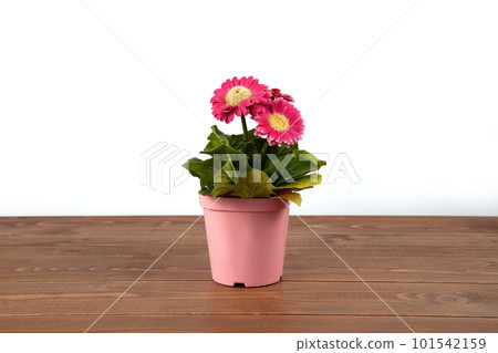 Gerbera flower wooden table white back 101542159