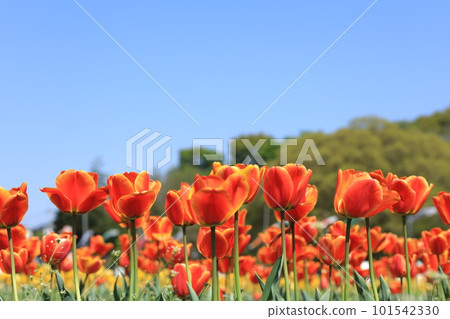 Hara Hana Flower and Water Festival Tulip Festival Hara Hana Flower and Water Festival Tulip Festival 101542330