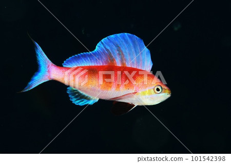 Sea bream Sea bream 101542398