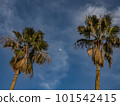 Moon and Palm 101542415