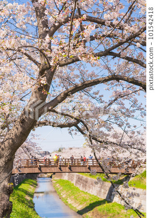Yamazaki River in spring Four seasons road, cherry blossoms in full bloom <Nagoya City, Aichi Prefecture> 101542418