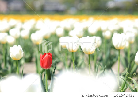 Hara Hana Flower and Water Festival Tulip Festival 101542433