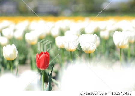 Hara Hana Flower and Water Festival Tulip Festival Hara Hana Flower and Water Festival Tulip Festival 101542435