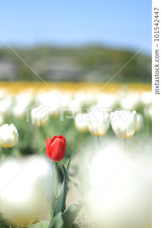 Hara Hana花和水節鬱金香節 101542447