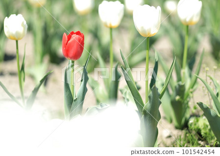 Hara Hana花和水節鬱金香節 101542454