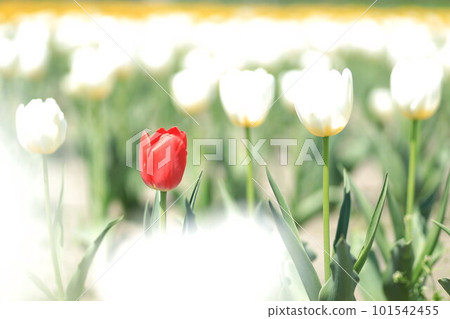 Hara Hana花和水節鬱金香節 Hara Hana花和水節鬱金香節 101542455