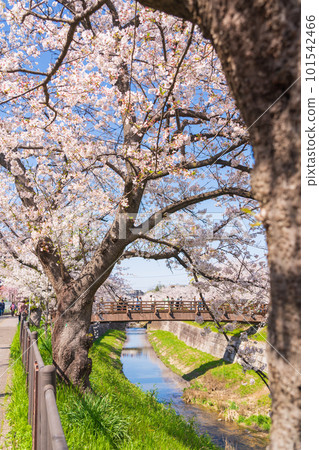 Yamazaki River in spring Four seasons road Stock Photo